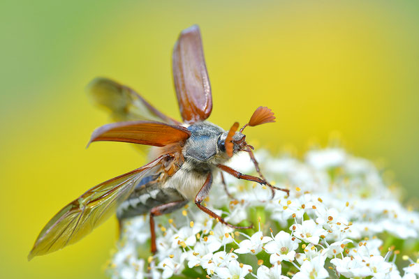 Maikäfer