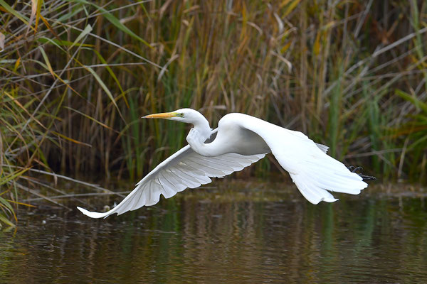 Silberreiher im Flug