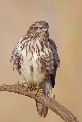 Mäusebussard