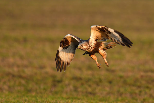 Rauhfußbussard