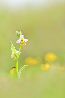 Gelbe Hummelragwurz flavescens