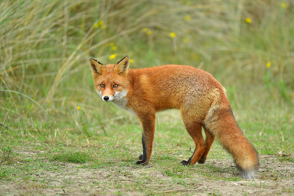 Fuchs