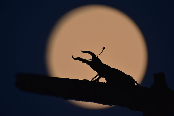 Hirschkäfer Männchen im Vollmond