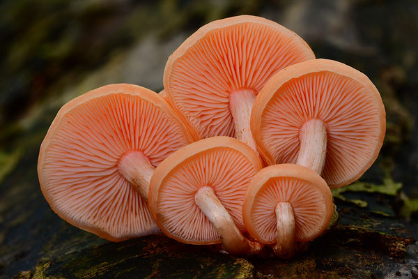 Orangeroter Adernseitling