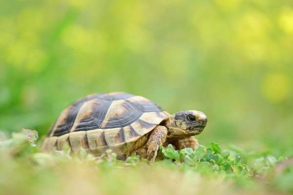 Breitrandschildkröte Jungtier