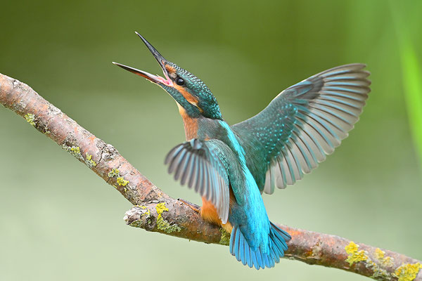 Eisvogel drohend