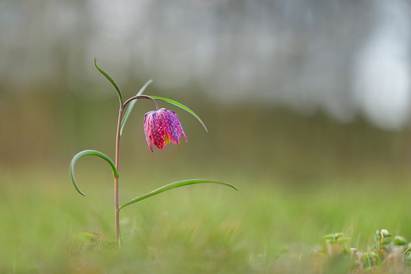 Schachbrettblume