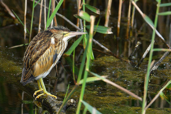 Zwergdommel Jungvogel
