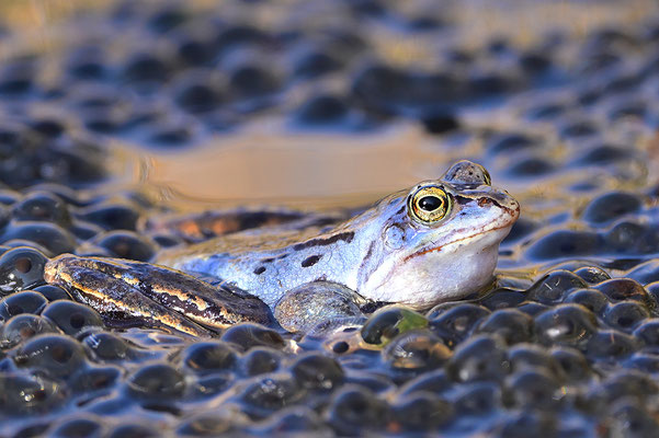 Moorfrosch