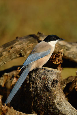 Blauelster