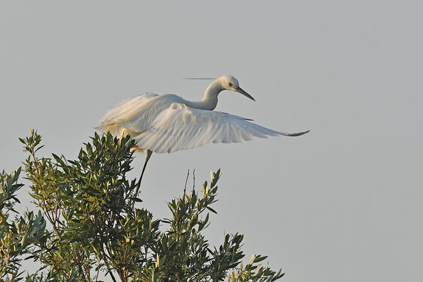 Seidenreiher im Flug