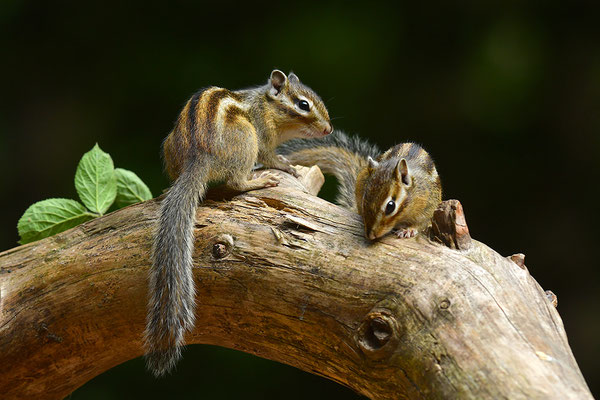 Sibirisches Streifenhörnchen
