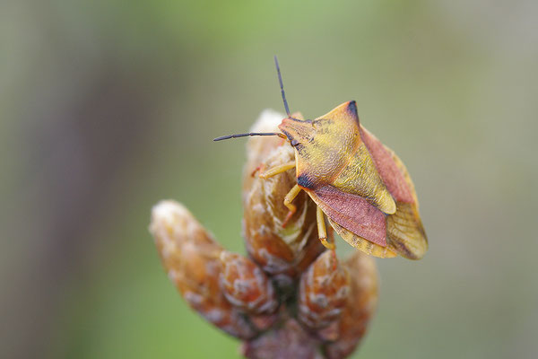 Beerenwanze