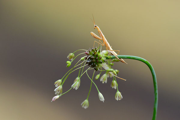 Gottesanbeterin subadult