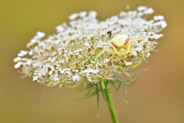 Veränderliche Krabbenspinne