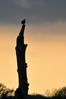 Seeadler