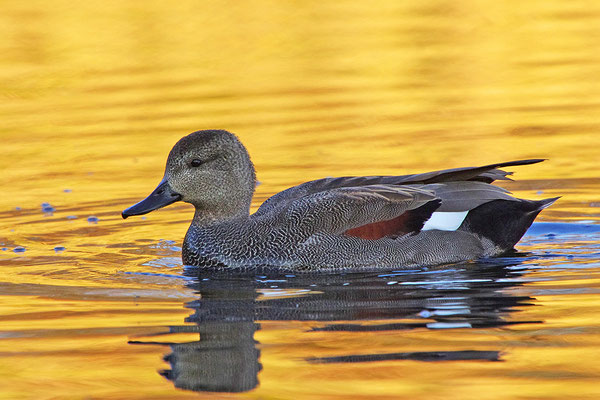 Schnatterente Männchen im goldenen Abendlicht
