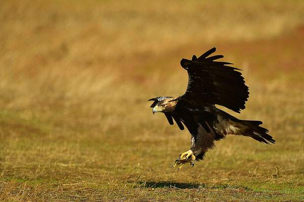 Kaiseradler