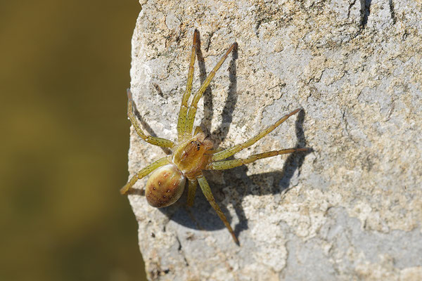 Gerandete Jagdspinne