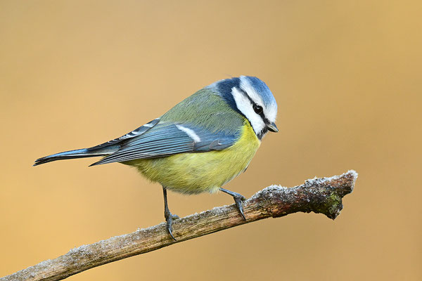 Blaumeise