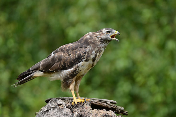 Mäusebussard