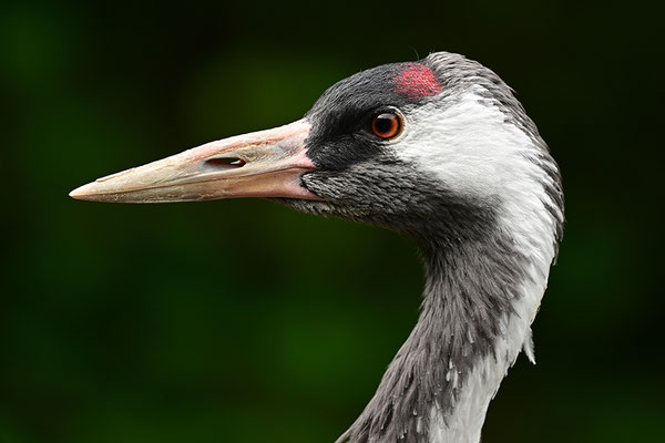 Kranich Kopfportrait