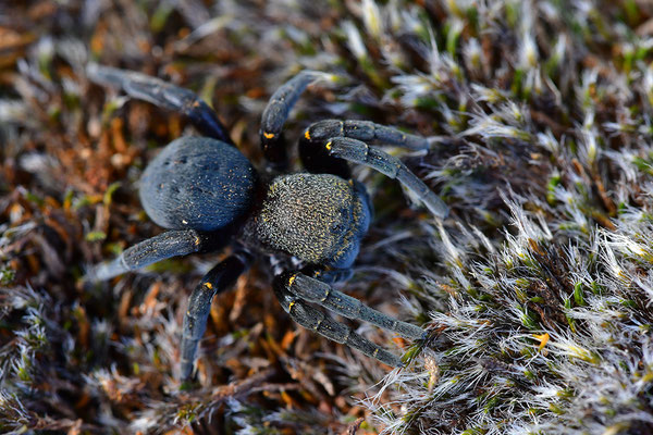 Rote Röhrenspinne, Weibchen