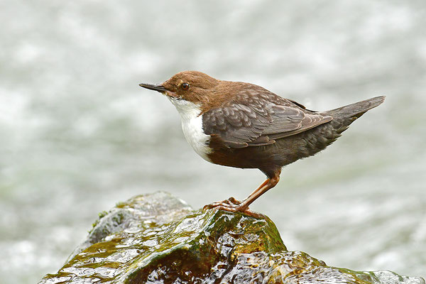 Wasseramsel