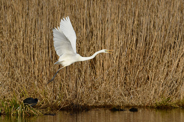 Silberreiher im Flug