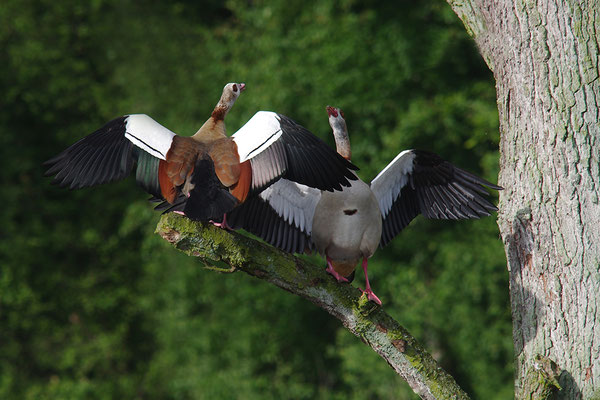 Nilgans Paar