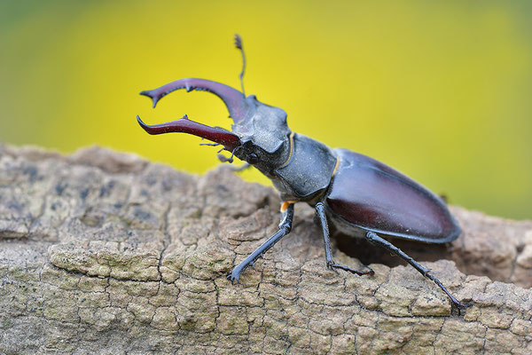 Hirschkäfer