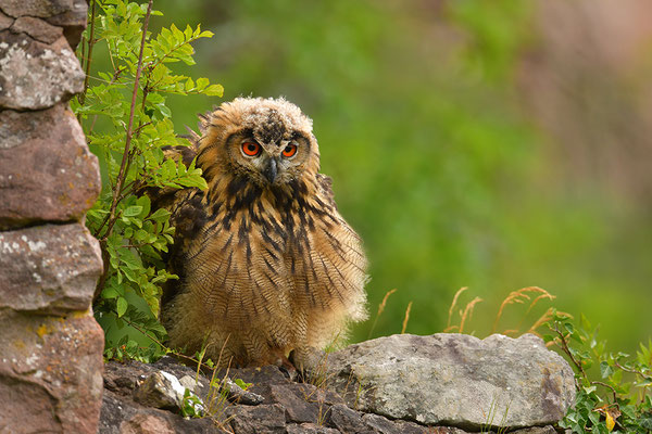 Uhu Jungvogel