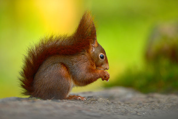 Eichhörnchen