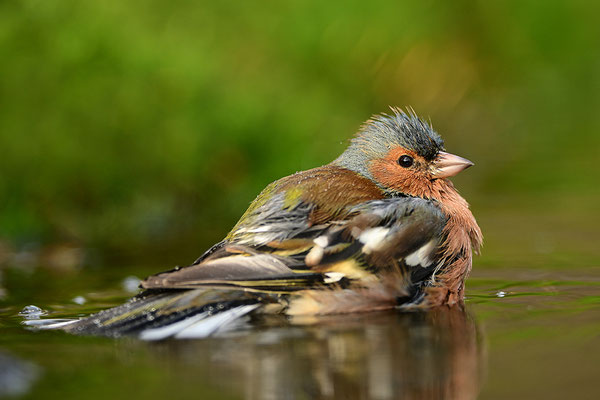 Buchfink beim Baden