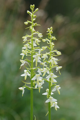 Weiße Waldhyazinthe