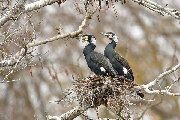 Kormorane am Nest