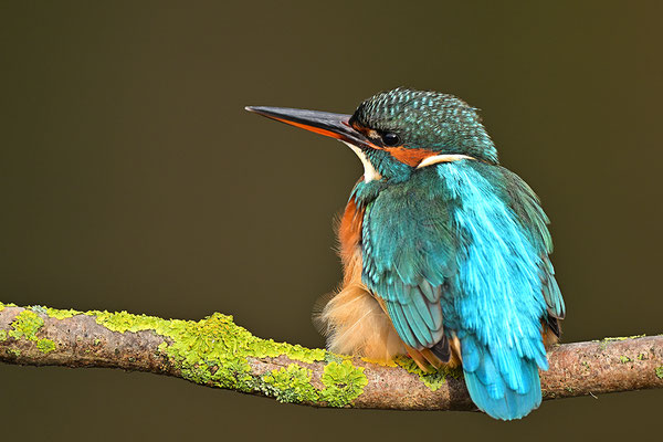 Eisvogel