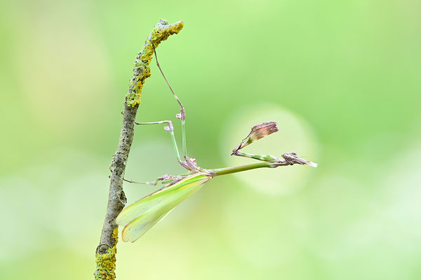 Empuse, Empusa fasciata