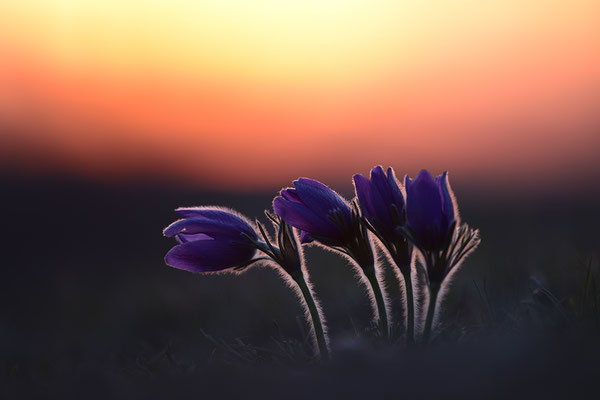 Küchenschelle im Abendlicht