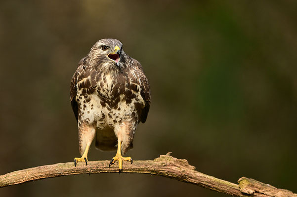 Mäusebussard