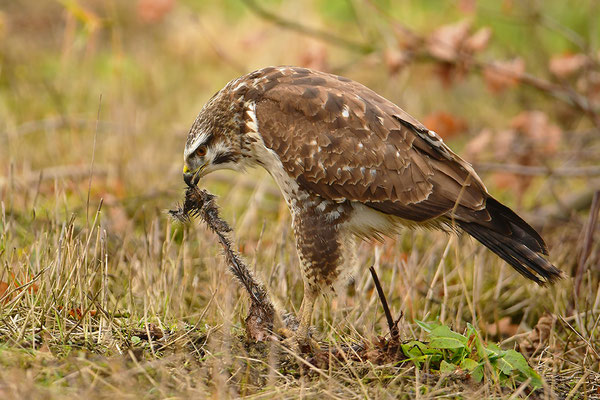 Mäusebussard