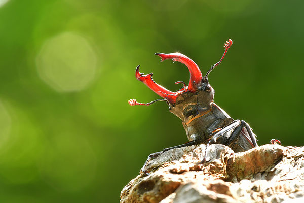 Hirschkäfer Männchen