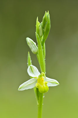 Gelbe Bienenragwurz flavescens