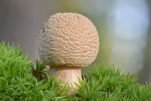 Perlpilz