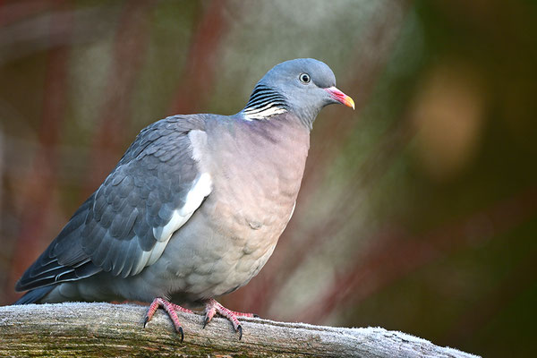Ringeltaube