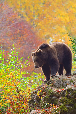 Braunbär, Nationalpark Bayrischer Wald Tierfreigelände Neuschönau