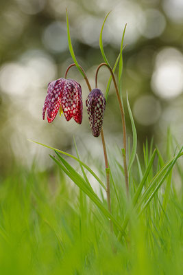 Schachbrettblume