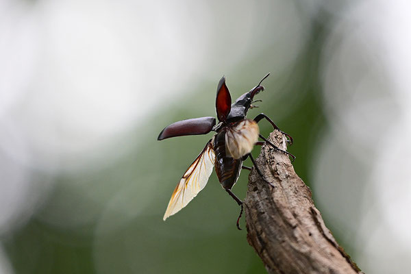 Hirschkäfer im Abflug