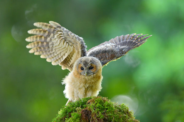 Waldkauz Jungvogel