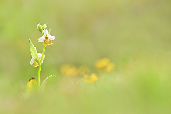 Gelbe Hummelragwurz flavescens